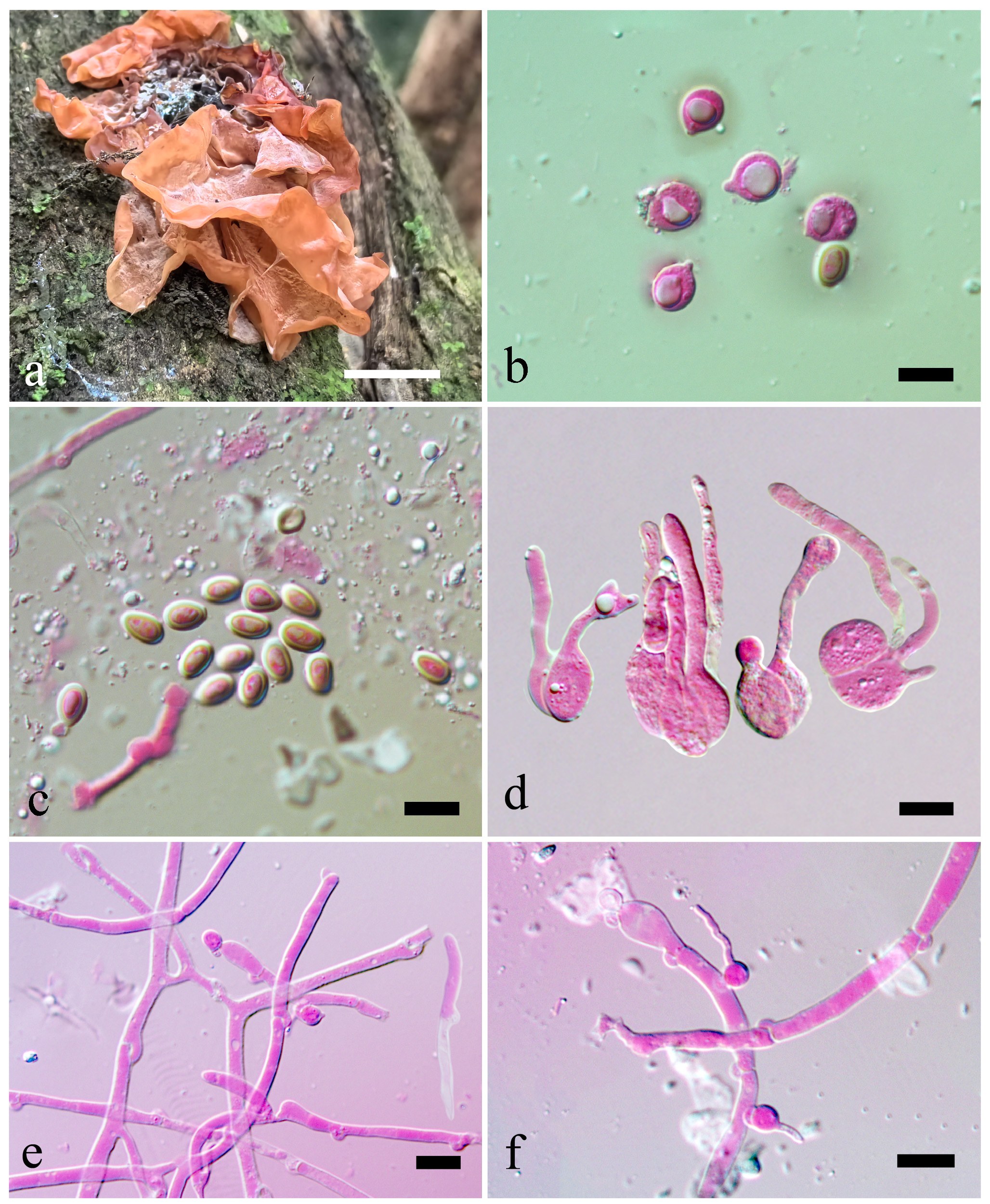 Figure 46